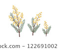 Natural and simple cute watercolor hand-drawn style mimosa illustration 122691002