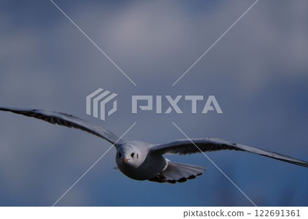 Flying black-headed gull 122691361