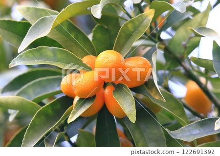 Kumquats in harvest season Kumquats in harvest season 122691392