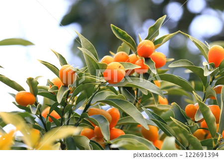 金橘收穫季節 金橘收穫季節 122691394
