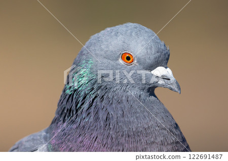 A close-up of a river pigeon (female pigeon) in the landscaped pond (boat pond) at Kawagoe Aquatic Park, Ikebe, Kawagoe City, Saitama Prefecture 122691487