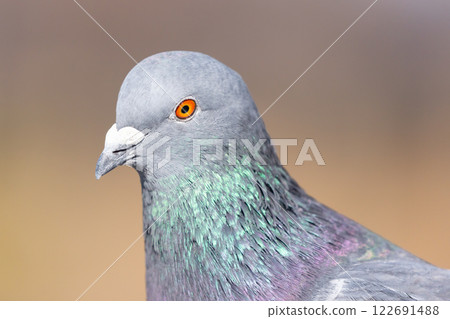 A close-up of a river pigeon (female pigeon) in the landscaped pond (boat pond) at Kawagoe Aquatic Park, Ikebe, Kawagoe City, Saitama Prefecture A close-up of a river pigeon (female pigeon) in the landscaped pond (boat pond) at Kawagoe Aquatic Park, Ikebe, Kawagoe City, Saitama Prefecture 122691488