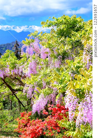 Wisteria flowers and the Northern Alps Wisteria flowers and the Northern Alps 122691657
