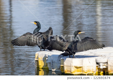 A flock of cormorants spreading their wings and drying their feathers in the landscaped pond (boat pond) at Kawagoe Aquatic Park, Ikebe, Kawagoe City, Saitama Prefecture 122691674