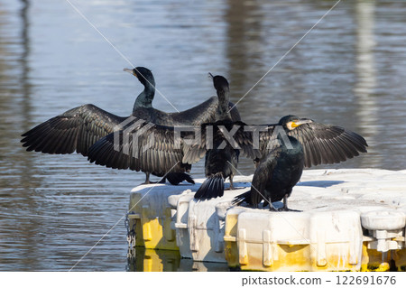 埼玉縣川越市池部川越水上公園的景觀池(船池)裡,一群鸕鶿正在展翅晾乾羽毛 埼玉縣川越市池部川越水上公園的景觀池(船池)裡,一群鸕鶿正在展翅晾乾羽毛 122691676