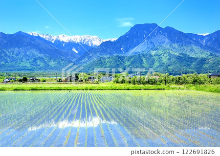 Paddy field and North Alps Paddy field and North Alps 122691826