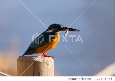 一隻翠鳥棲息在埼玉縣川越市川越水上公園的景觀池塘(船池)的水邊,手裡叼著一條小魚。 一隻翠鳥棲息在埼玉縣川越市川越水上公園的景觀池塘(船池)的水邊,手裡叼著一條小魚。 122691831