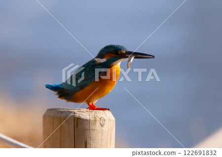 一隻翠鳥棲息在埼玉縣川越市川越水上公園的景觀池塘（船池）的水邊，手裡叼著一條小魚。 122691832