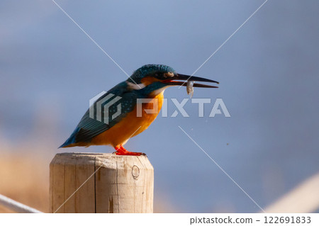 一隻翠鳥棲息在埼玉縣川越市川越水上公園的景觀池塘（船池）的水邊，手裡叼著一條小魚。 122691833