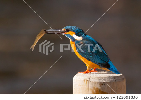 A kingfisher perches on the water's edge of the landscaped pond (boat pond) at Kawagoe Aquatic Park in Ikebe, Kawagoe City, Saitama Prefecture, and holds a small fish for food. A kingfisher perches on the water's edge of the landscaped pond (boat pond) at Kawagoe Aquatic Park in Ikebe, Kawagoe City, Saitama Prefecture, and holds a small fish for food. 122691836