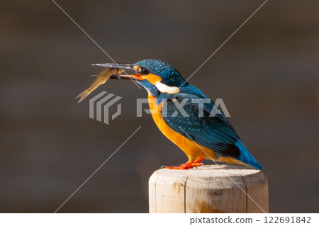 一隻翠鳥棲息在埼玉縣川越市川越水上公園的景觀池塘（船池）的水邊，手裡叼著一條小魚。 122691842