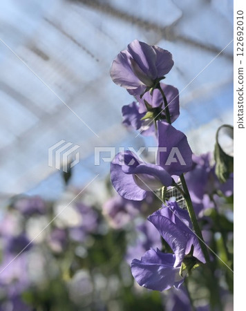 溫室中種植的紫甜豌豆 122692010