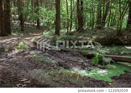 Flooded section of forest road. Impassable forest area. Tracks from all-terrain vehicles and quad bikes in the forest. Swamp in the forest 122692039
