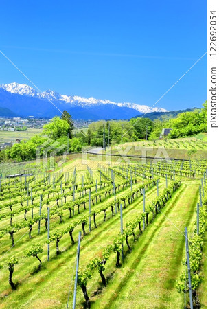 Vineyards and Northern Alps Vineyards and Northern Alps 122692054