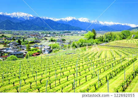 Vineyards and Northern Alps Vineyards and Northern Alps 122692055