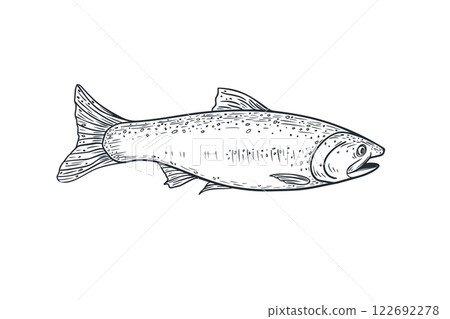 Trout fish black white vector illustration. Salmon monochrome sketch hand drawn. Nerka sea fish painted ink graphic art. Sockeye drawing engraving. Design element for package, label, sign board. Trout fish black white vector illustration. Salmon monochrome sketch hand drawn. Nerka sea fish painted ink graphic art. Sockeye drawing engraving. Design element for package, label, sign board. 122692278
