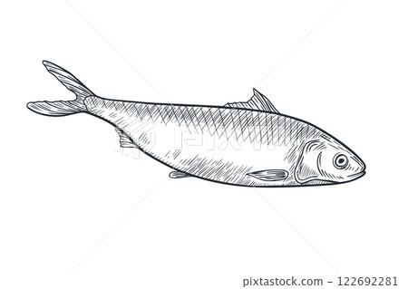 Herring monochrome black white vector illustration. Atlantic fish Shad linear sketch hand drawn. Sardine, smelt sea fish painted ink engraving drawing. Design element for package, label, sign board. Herring monochrome black white vector illustration. Atlantic fish Shad linear sketch hand drawn. Sardine, smelt sea fish painted ink engraving drawing. Design element for package, label, sign board. 122692281