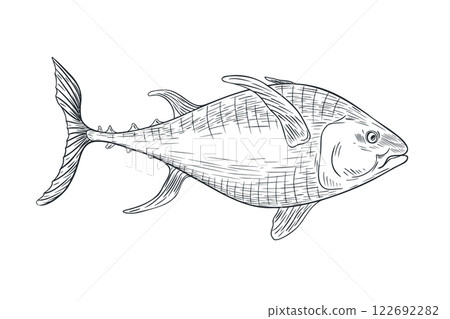 Single tuna fish black white vector illustration. Sea fish monochrome sketch hand drawn. Yellowfin tuna engraving ink art. Kingfish graphic drawing . Design element for package, label, sign board. Single tuna fish black white vector illustration. Sea fish monochrome sketch hand drawn. Yellowfin tuna engraving ink art. Kingfish graphic drawing . Design element for package, label, sign board. 122692282