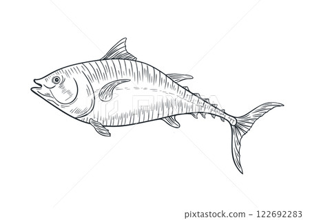 Bluefin tuna fish black white vector illustration. Sea fish engraving hand drawn. Albacore tuna graphic painted linear art. Mackerel drawing monochrome. Design element for package, label, sign board. 122692283