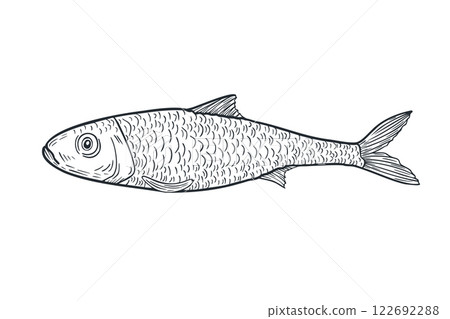 Sardine black white ink vector sketch. Monochrome fish illustration as sardine, herring, and anchovy by engraving hand drawn. Sea fish line art etch drawing for logos, packaging, and marine designs. Sardine black white ink vector sketch. Monochrome fish illustration as sardine, herring, and anchovy by engraving hand drawn. Sea fish line art etch drawing for logos, packaging, and marine designs. 122692288