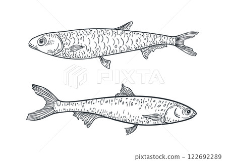 Anchovies black white vector illustration isolated. Sea fish contour monochrome drawing. Fish engraving line art. Sardines etch hand drawn for logos, packaging, and marine designs. Anchovies black white vector illustration isolated. Sea fish contour monochrome drawing. Fish engraving line art. Sardines etch hand drawn for logos, packaging, and marine designs. 122692289