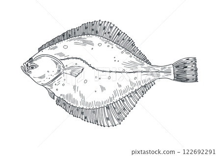 Flounder fish black white vector illustration. Flatfish, Halibut engraving sketch hand drawn. Turbot sea fish painted ink etch art. Brill fish monochrome drawing. Element for label, sign board. Flounder fish black white vector illustration. Flatfish, Halibut engraving sketch hand drawn. Turbot sea fish painted ink etch art. Brill fish monochrome drawing. Element for label, sign board. 122692291
