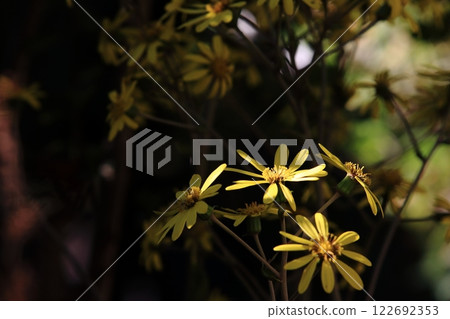 Tsuwabuki flower 122692353