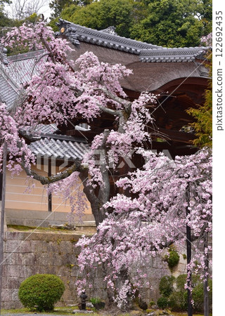 光明寺使門的垂枝櫻花 光明寺使門的垂枝櫻花 122692435