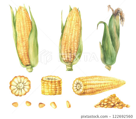 Corn, golden maize set. Natural vegetables bunch of sweet corns cobs with husk, cut cob and corn kernels. Farm harvest. Watercolor hand drawn illustration isolated from background for product label 122692560
