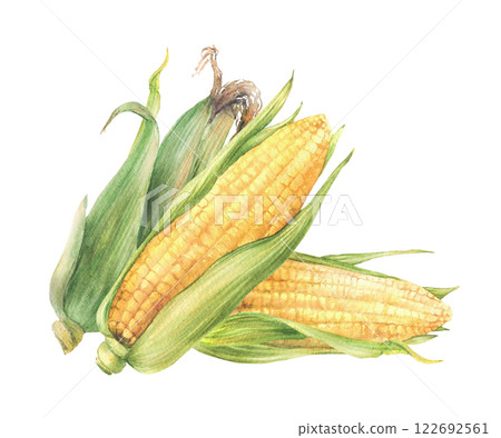Corn Cobs vegetable harvest. Golden sweet maize with green leaves and husks Grain agricultural crop composition for farm packaging, food label. Watercolor painted isolated from background illustration Corn Cobs vegetable harvest. Golden sweet maize with green leaves and husks Grain agricultural crop composition for farm packaging, food label. Watercolor painted isolated from background illustration 122692561