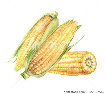 Corn cobs. Sweet golden maize cobs composition Yellow grain vegetable with green husks, leaves Watercolor realistic painted isolated from background illustration for food label, farming product design 122692562