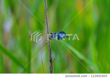 Blue dragonfly damselfly Blue dragonfly damselfly 122692805