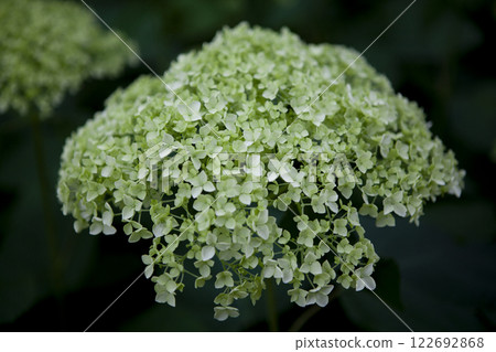 白色繡球花 白色繡球花 122692868