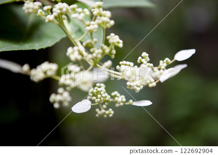  White flower 122692904