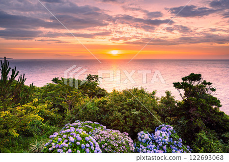 東伊豆清晨的繡球花與海上日出 122693068