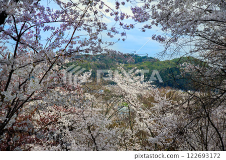 Mount Tenno - Otokoyama seen through the cherry blossoms of Yamazaki Shoten Mount Tenno - Otokoyama seen through the cherry blossoms of Yamazaki Shoten 122693172