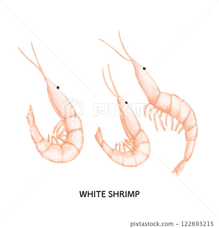 Toyama_White shrimp illustration_Colored pencil drawing 122693215
