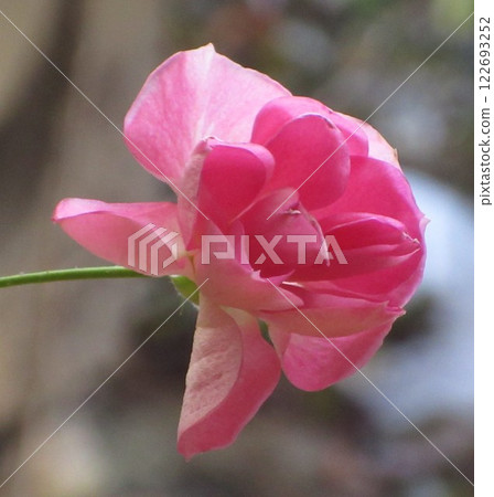 粉紅玫瑰花在春天盛開 122693252