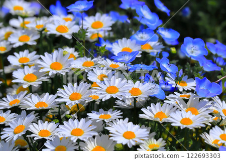 清爽菊花與清爽粉紅蝶花 清爽菊花與清爽粉紅蝶花 122693303