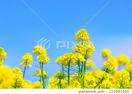 湛藍的天空和清爽的油菜花 湛藍的天空和清爽的油菜花 122693304