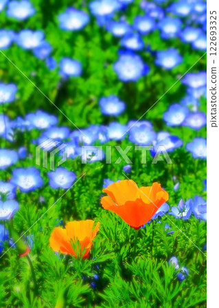Vivid poppies and nemophila blooming Vivid poppies and nemophila blooming 122693325