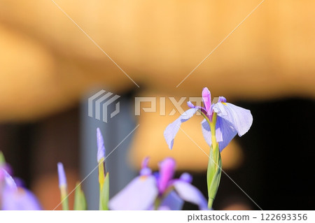 Shrine Iris Festival 122693356