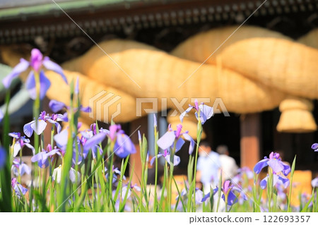 神社菖蒲節 122693357