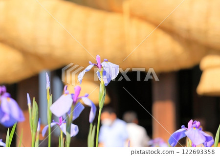 Shrine Iris Festival 122693358