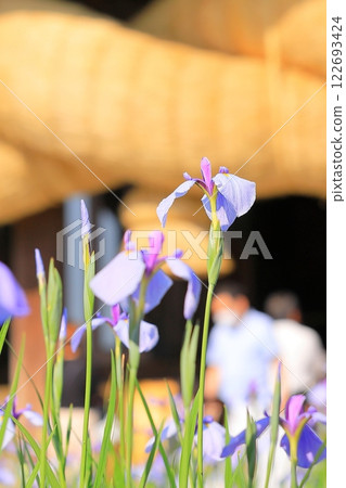 Shrine Iris Festival Shrine Iris Festival 122693424
