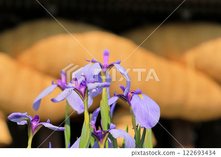 神社菖蒲節 神社菖蒲節 122693434