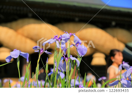 Shrine Iris Festival Shrine Iris Festival 122693435