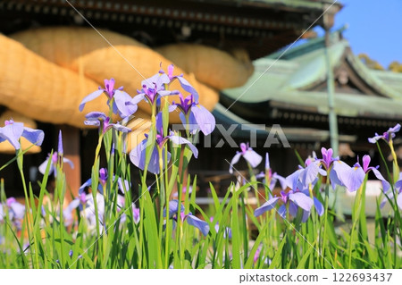 Shrine Iris Festival Shrine Iris Festival 122693437