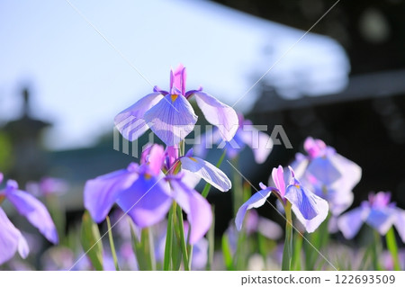 Shrine Iris Festival Shrine Iris Festival 122693509