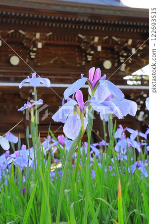 Shrine Iris Festival Shrine Iris Festival 122693515
